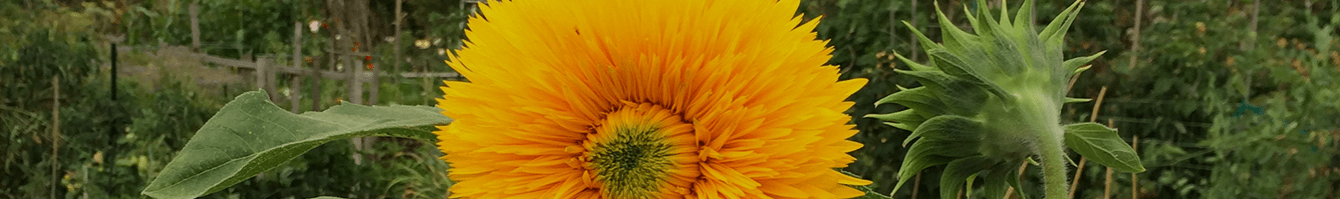 The Magnuson Community Garden